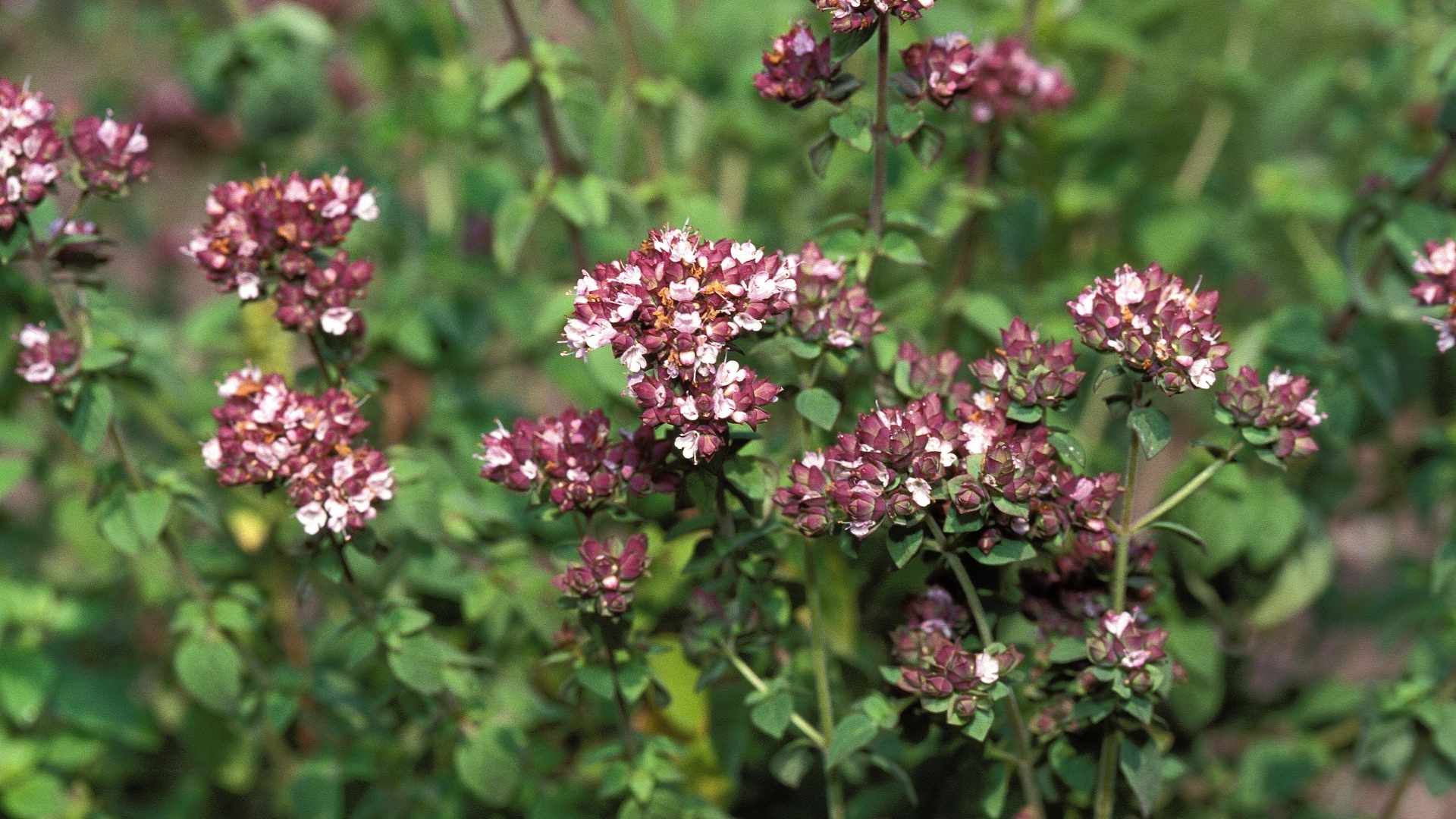Merian blomster i Danmark