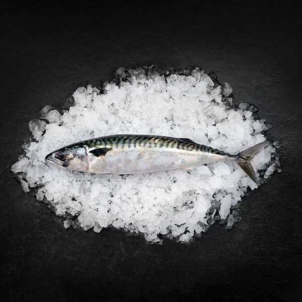 Hele friske makreller fra Skagen med de karakteristiske striber.