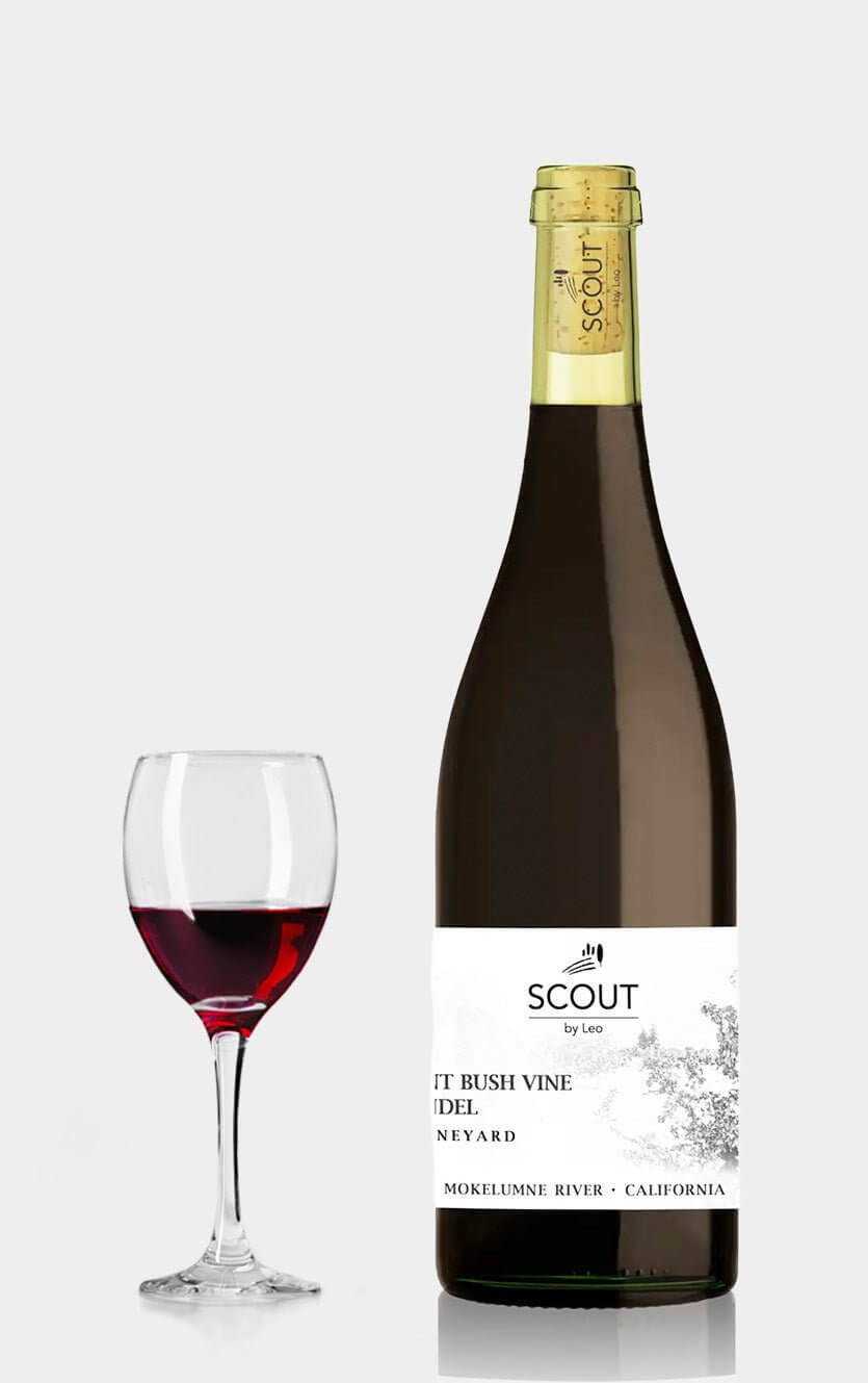 En flot flaske Ancient Bush Vine Zinfandel 2023 old vine rødvin fra Lodi Californien præsenteret elegant