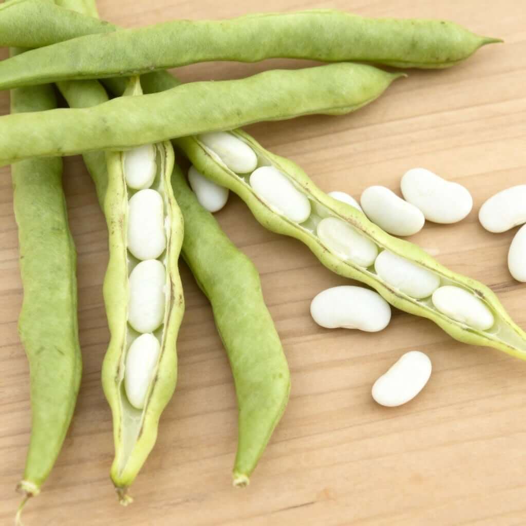 Phaseolus vulgaris Great Northern bønner åbne bælge