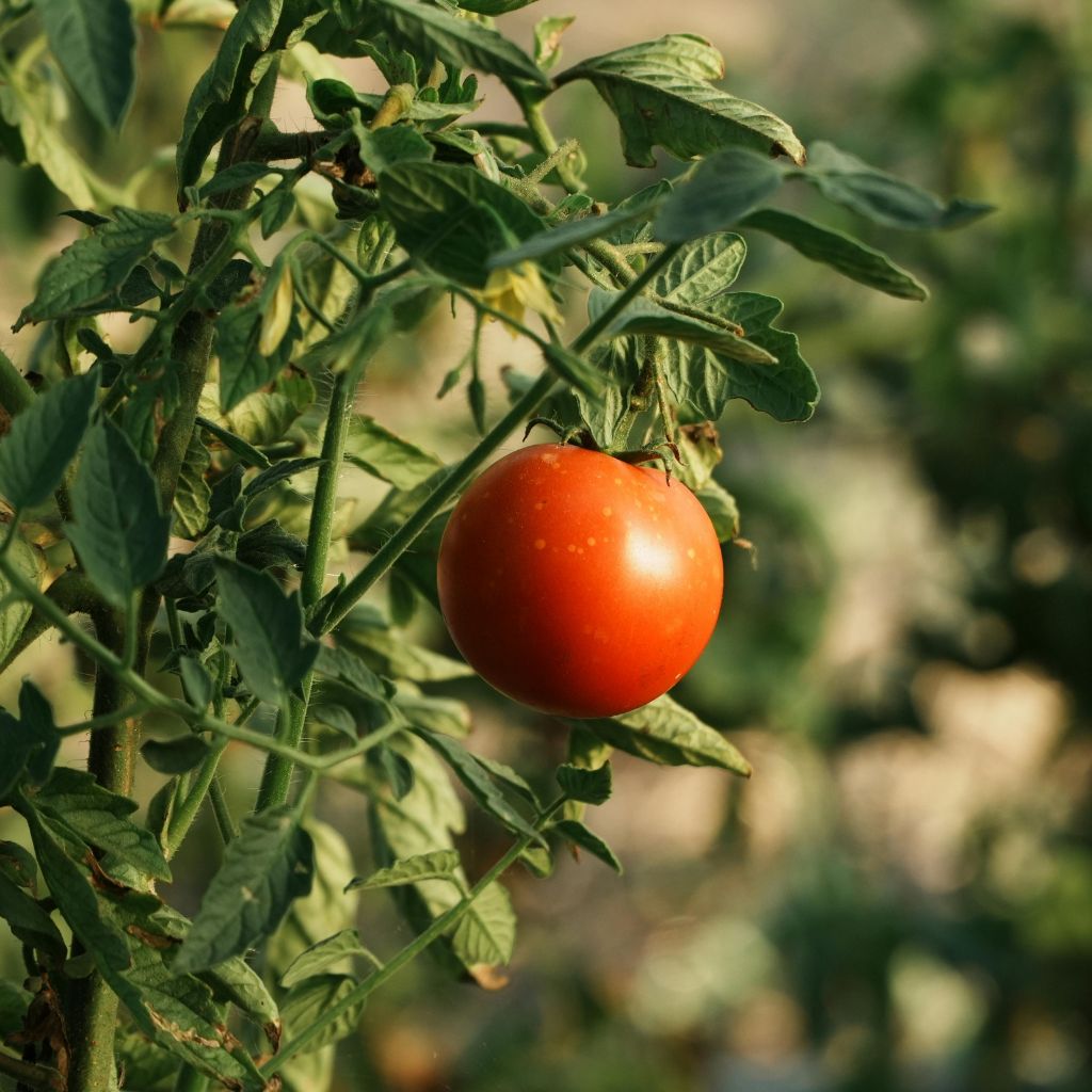Tomat info om den og tomatplanten