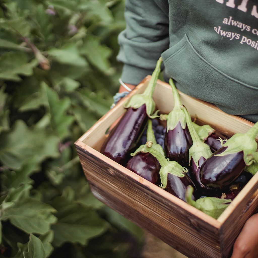 aubergine holdt i hænderne i en trækasse