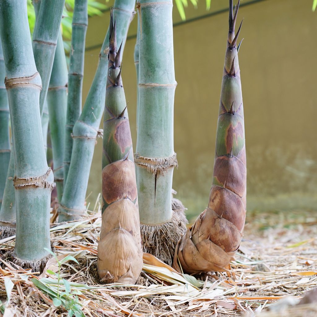 Bambusskud vist i fri natur madleksikon