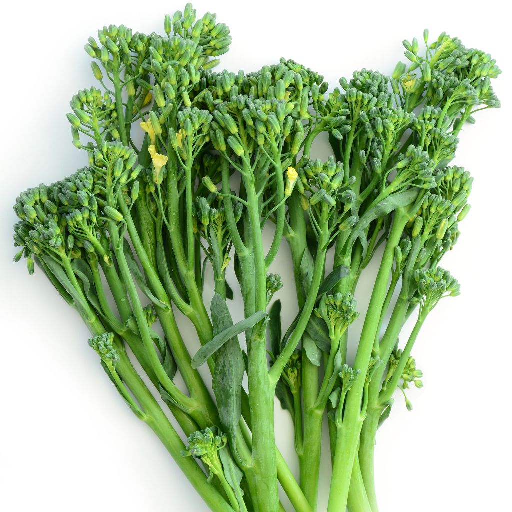 Aspargesbroccoli vist på hvid baggrund