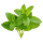 citronmelisse ikon